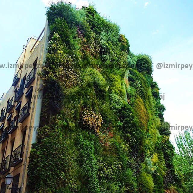 Dikey Bahçe